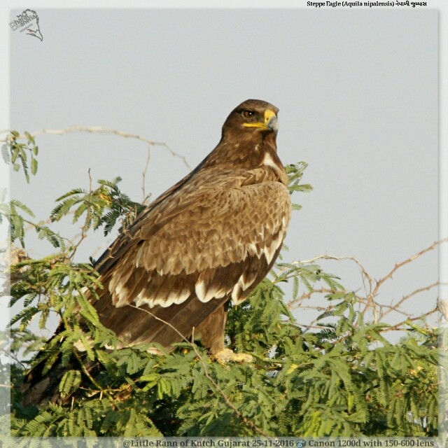 Steppe Eagle - ML50585491