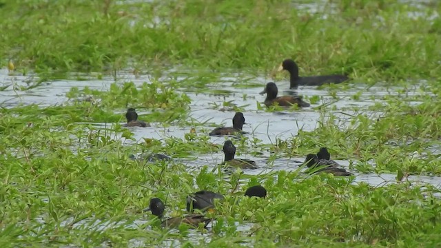 Black-headed Duck - ML505855701