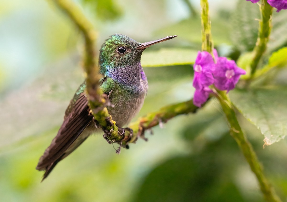 Blue-chested Hummingbird - Stephen Menzie