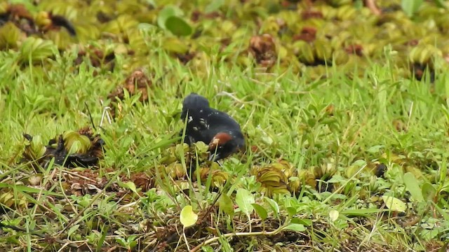 Chestnut-capped Blackbird - ML505856141