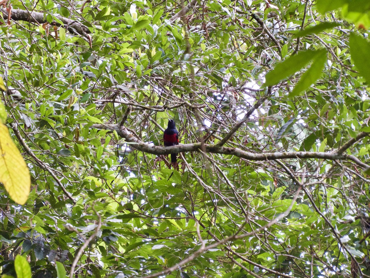 Black-and-crimson Oriole - ML50585641