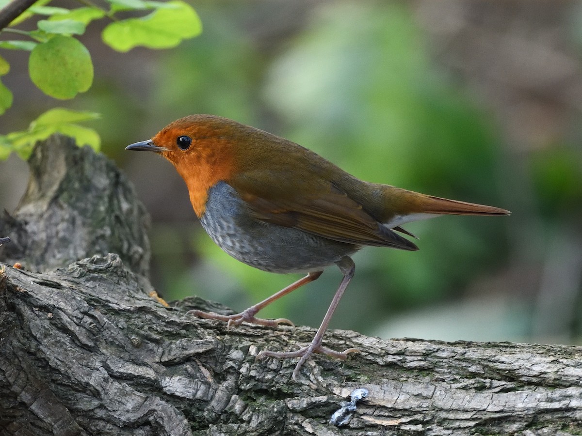 Japanese Robin - ML505856901