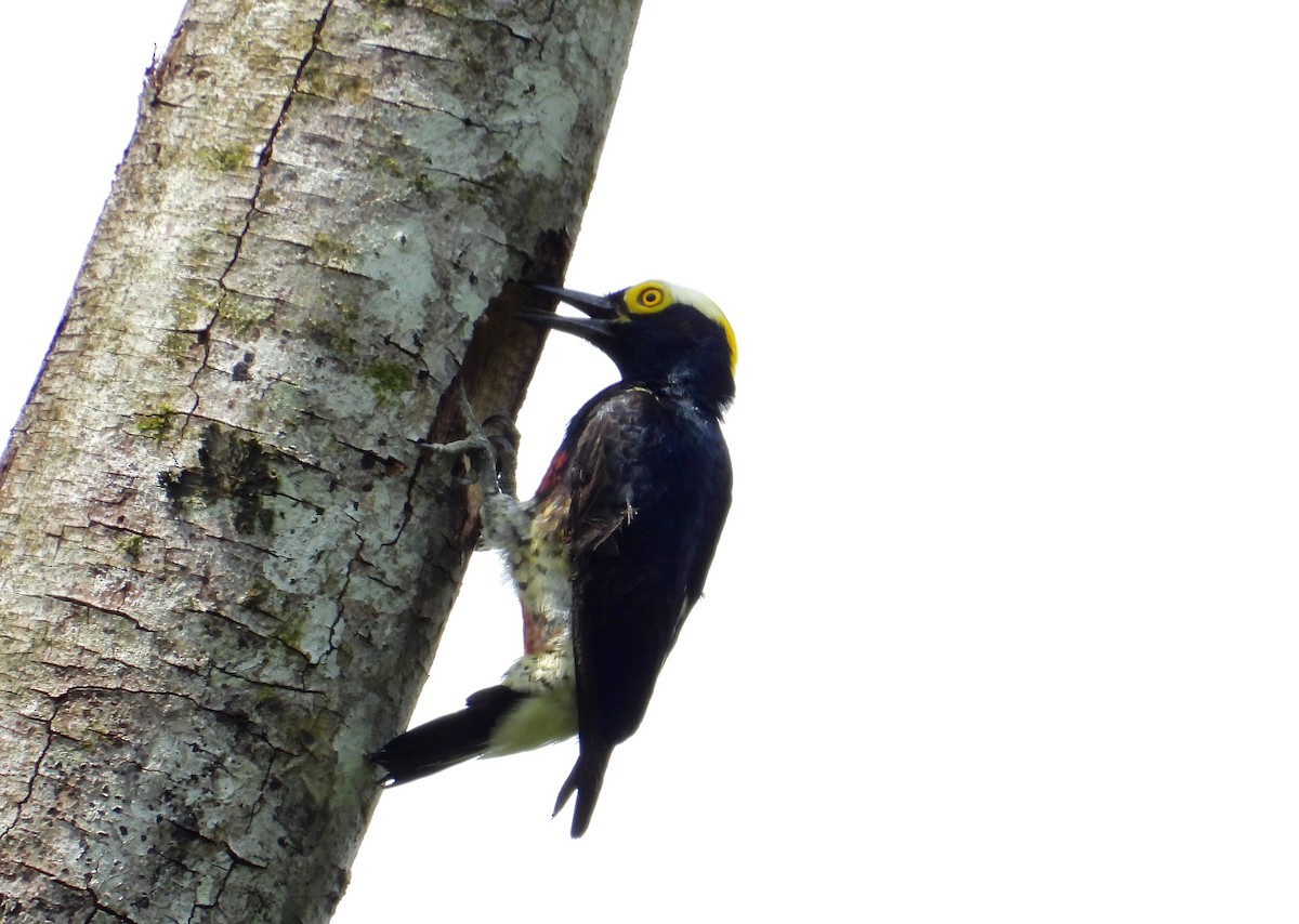 Yellow-tufted Woodpecker - Alejandra Pons