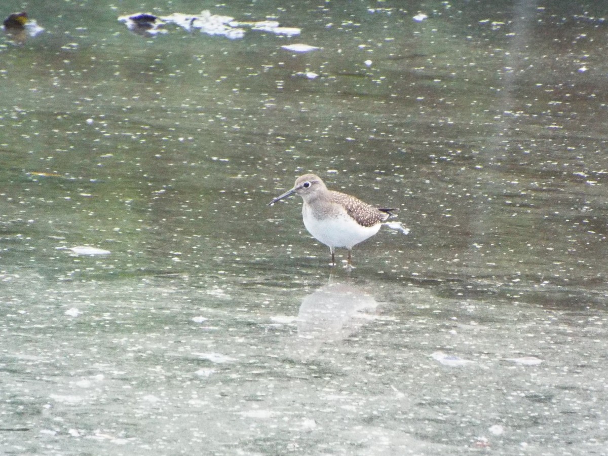 Solitary Sandpiper (solitaria) - ML505858681