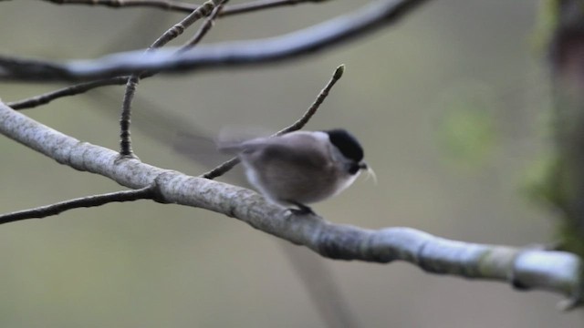 Marsh Tit - ML505859641