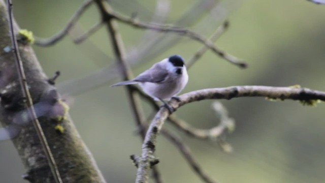 Marsh Tit - ML505859651