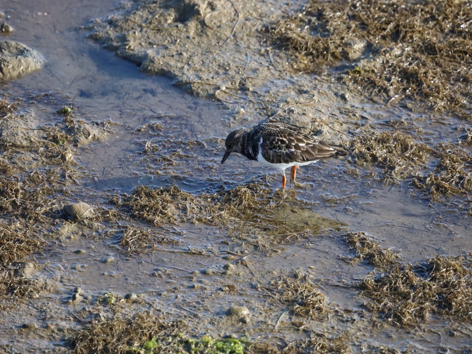 Ruddy Turnstone - ML505859781