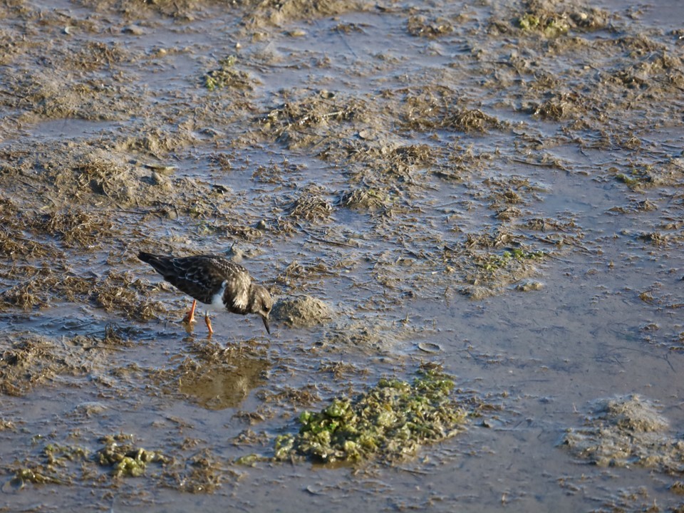 Ruddy Turnstone - ML505859791