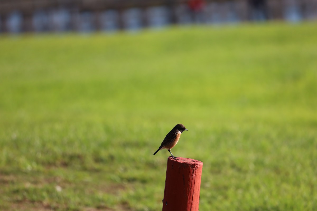 European Stonechat - ML505860081