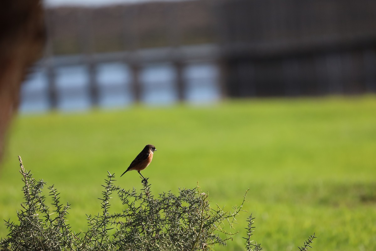 European Stonechat - ML505860091