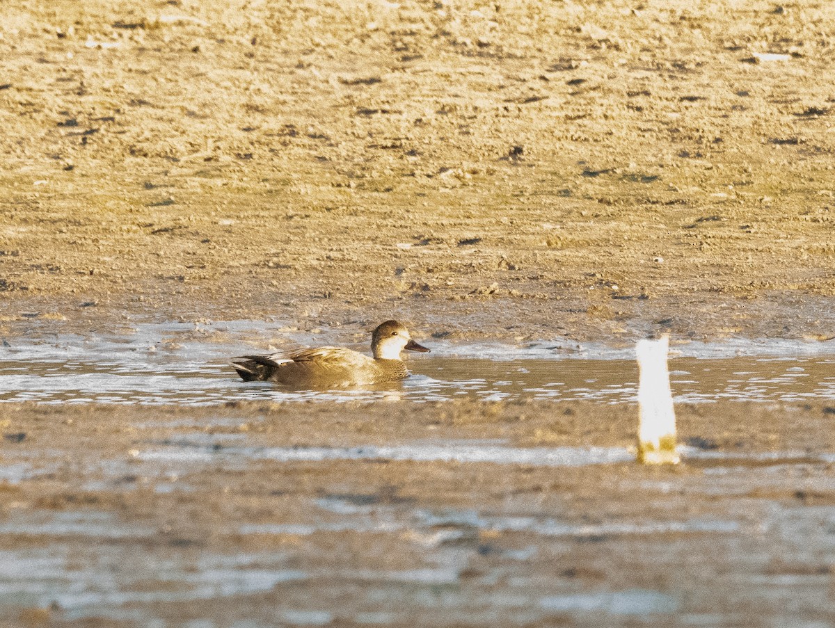 Gadwall - ML505860221