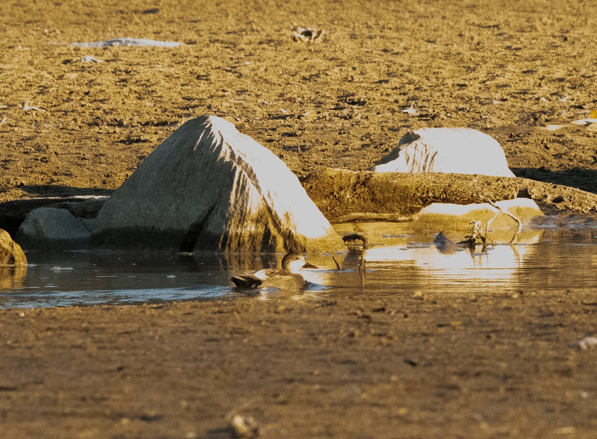 Gadwall - ML505860231