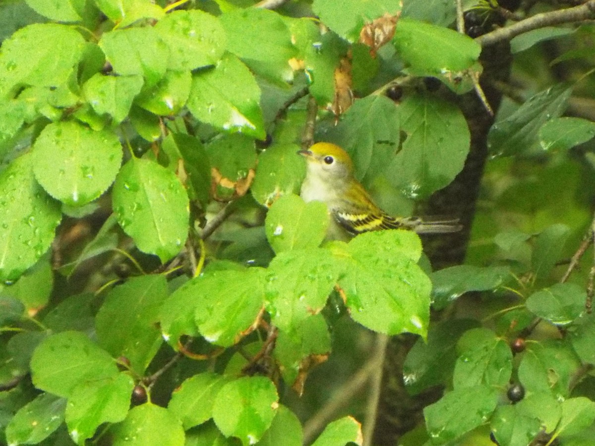 Chestnut-sided Warbler - ML505861101