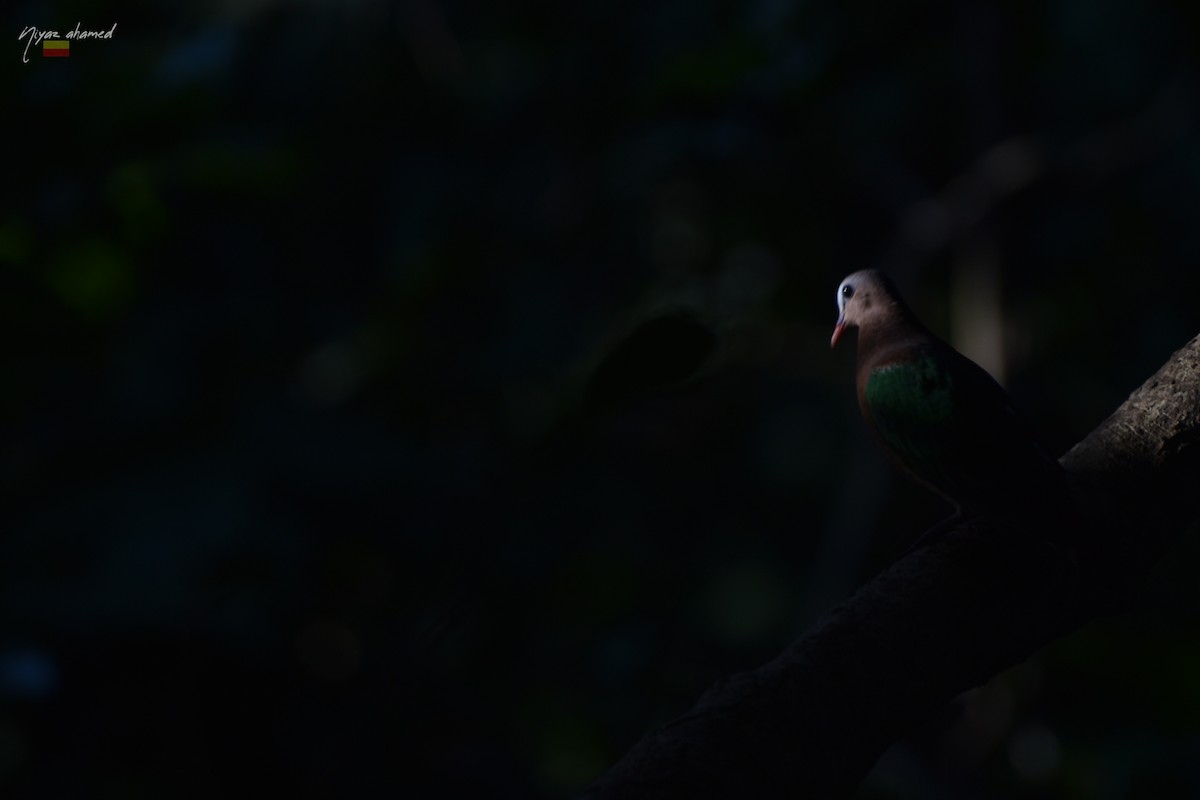 Asian Emerald Dove - Niyaz  Ahamed