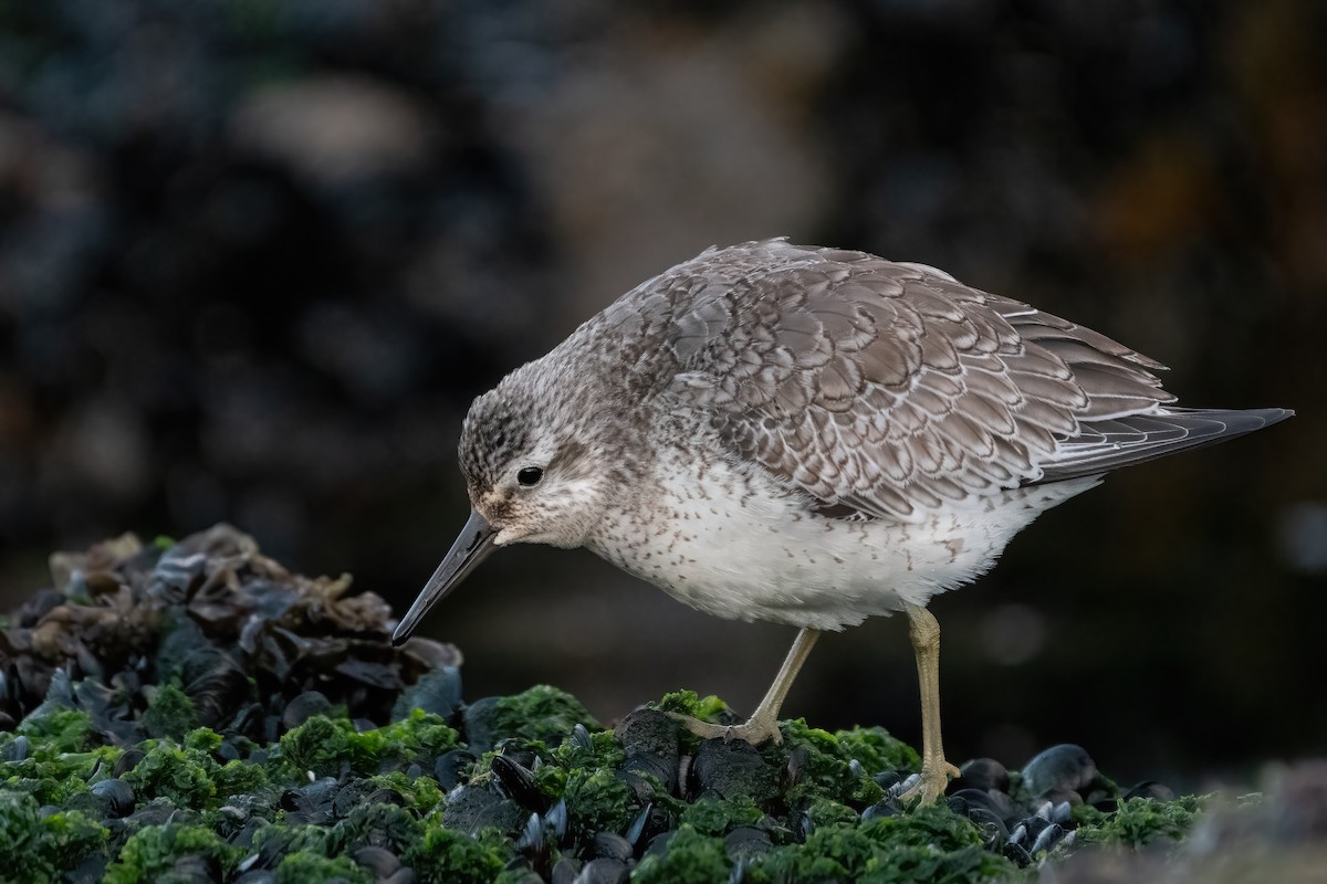 Red Knot - André Pinto