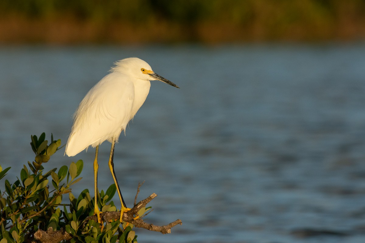 Snowy Egret - ML505862751