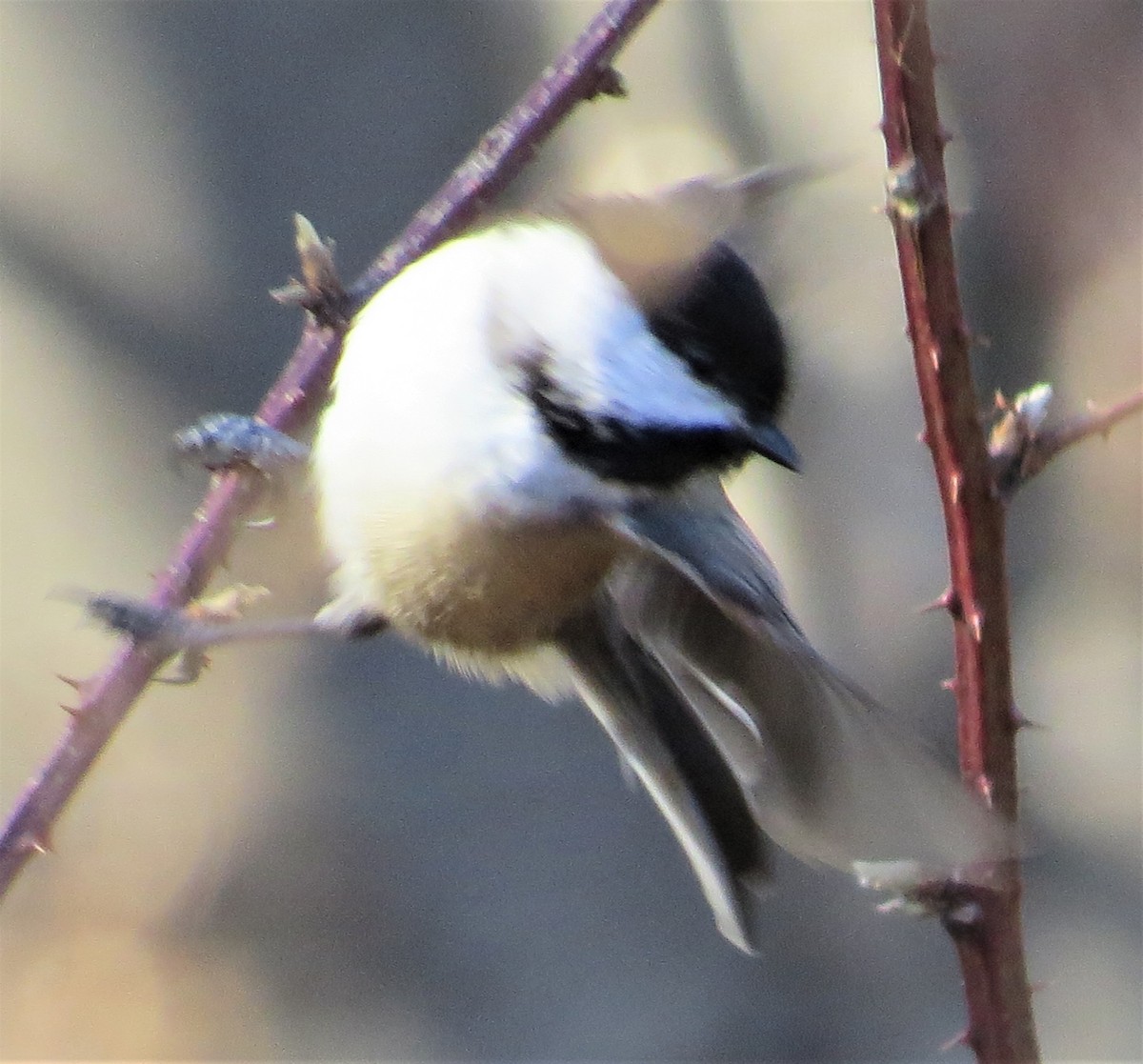 Black-capped Chickadee - James Hirtle