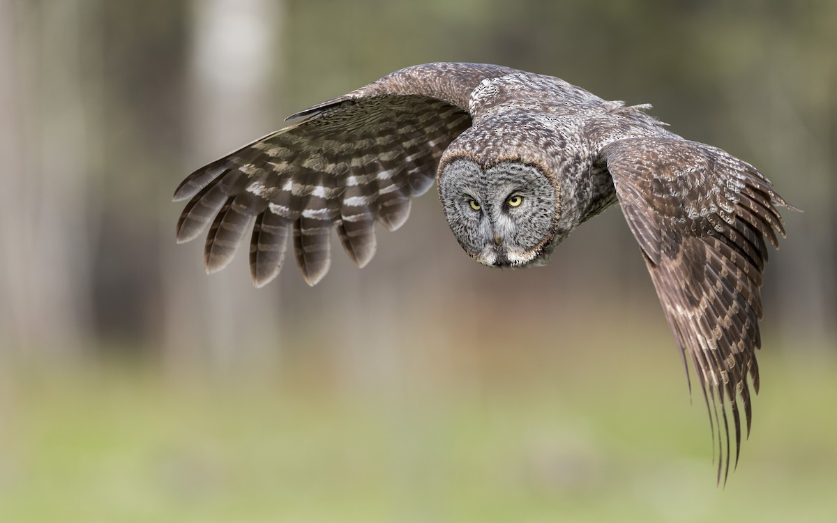 Great Gray Owl - ML505864761