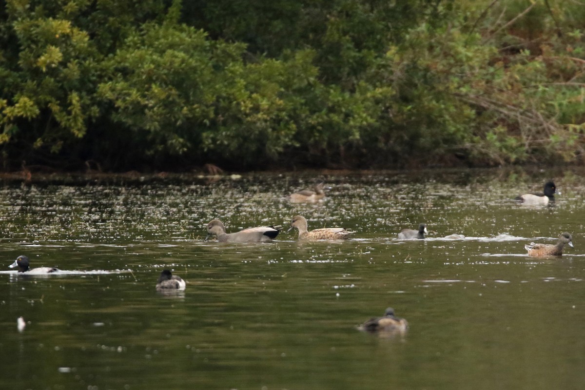 Gadwall - ML505866671