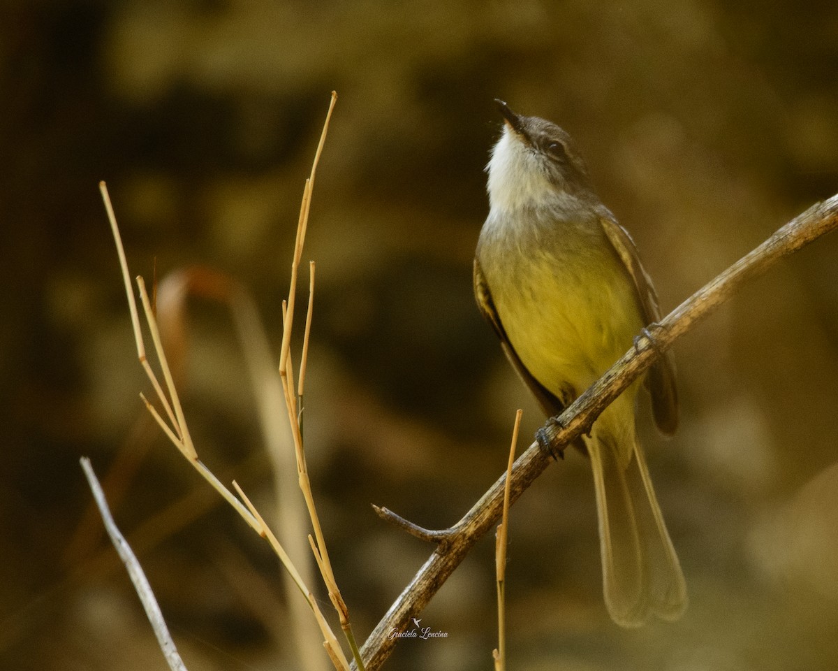 White-throated Tyrannulet - Graciela Lencina