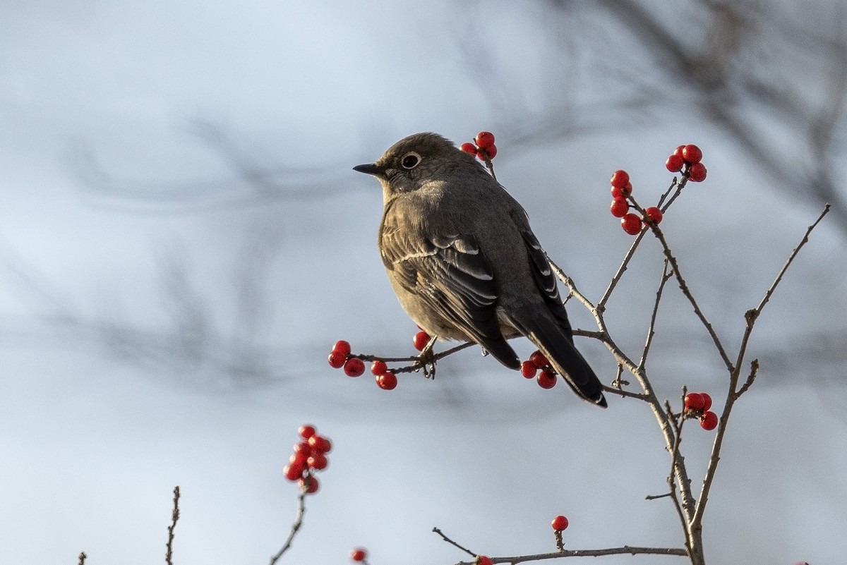 Townsend's Solitaire - ML505867971