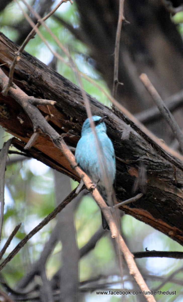 Verditer Flycatcher - ML50586871