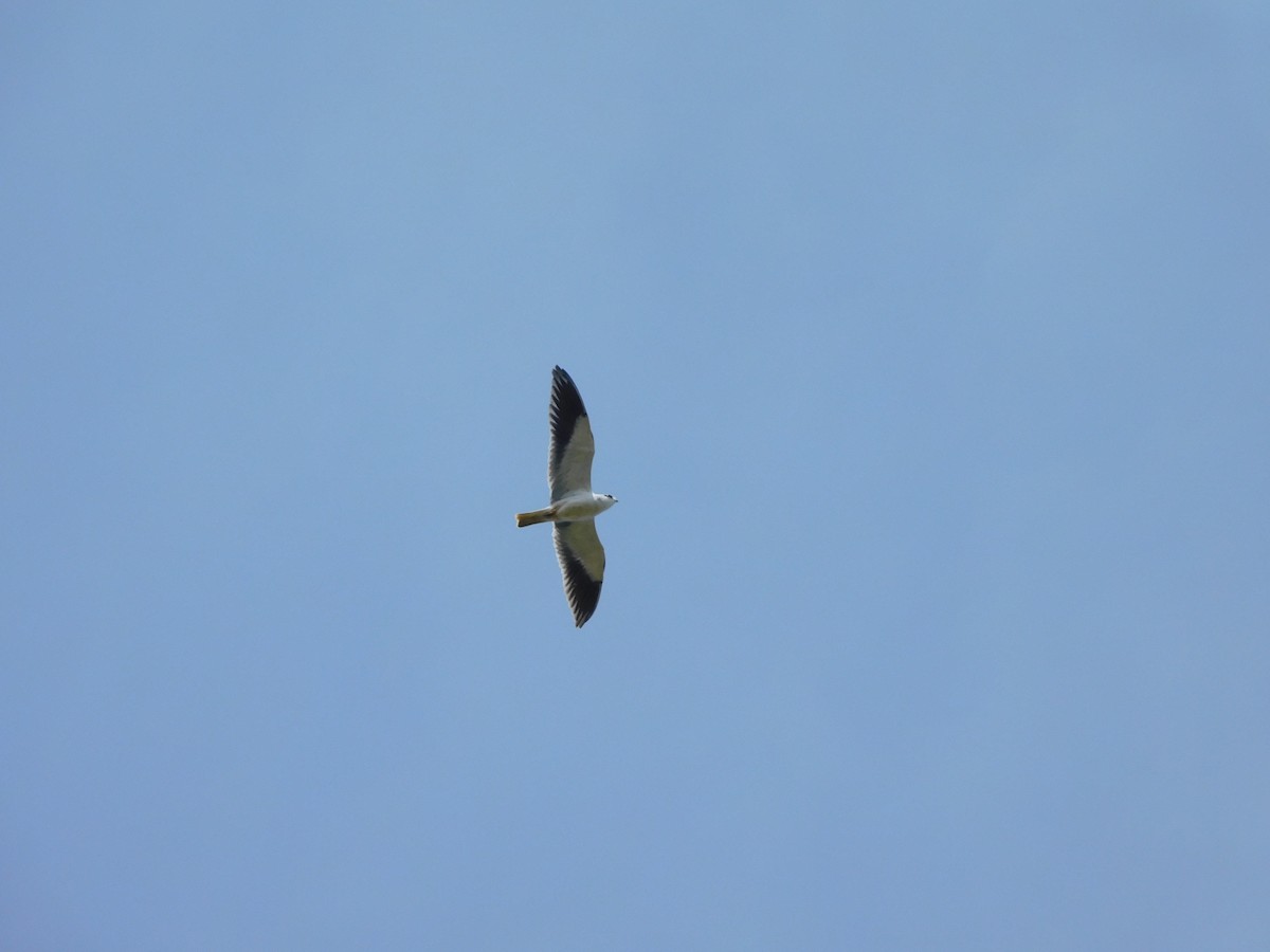 Black-winged Kite - JISHNU  K