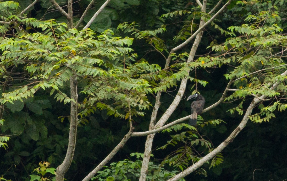 Bushy-crested Hornbill - ML505870511