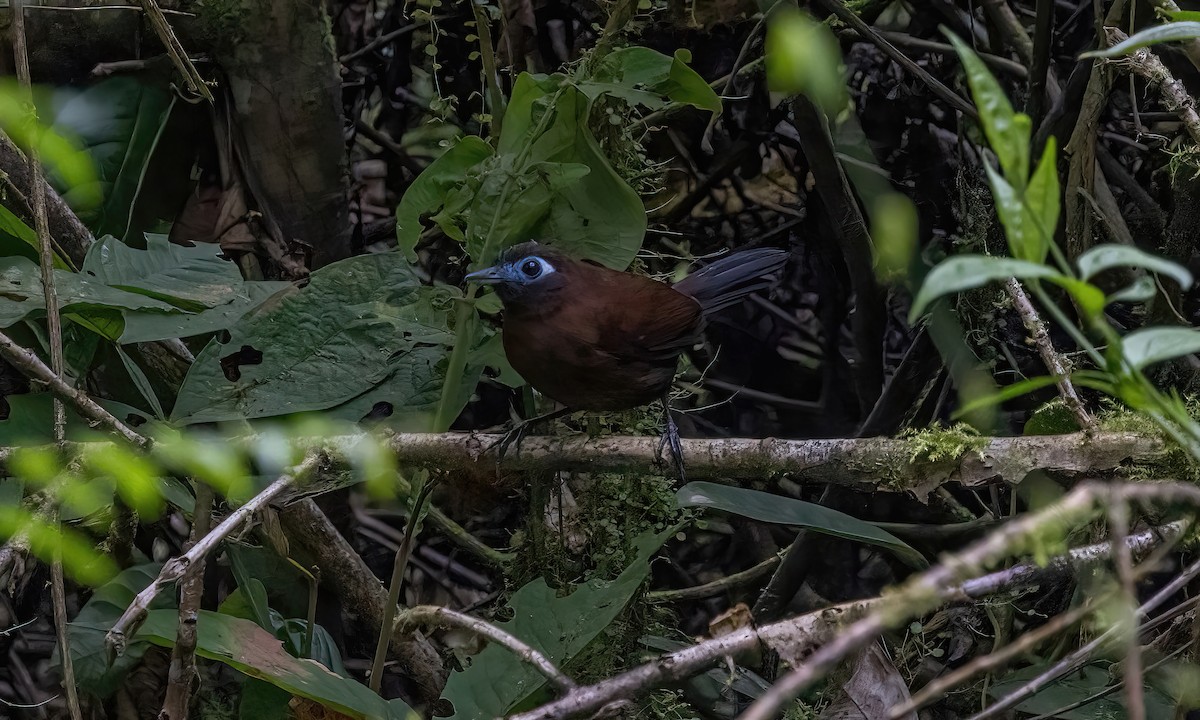 Zeledon's Antbird - Paul Fenwick
