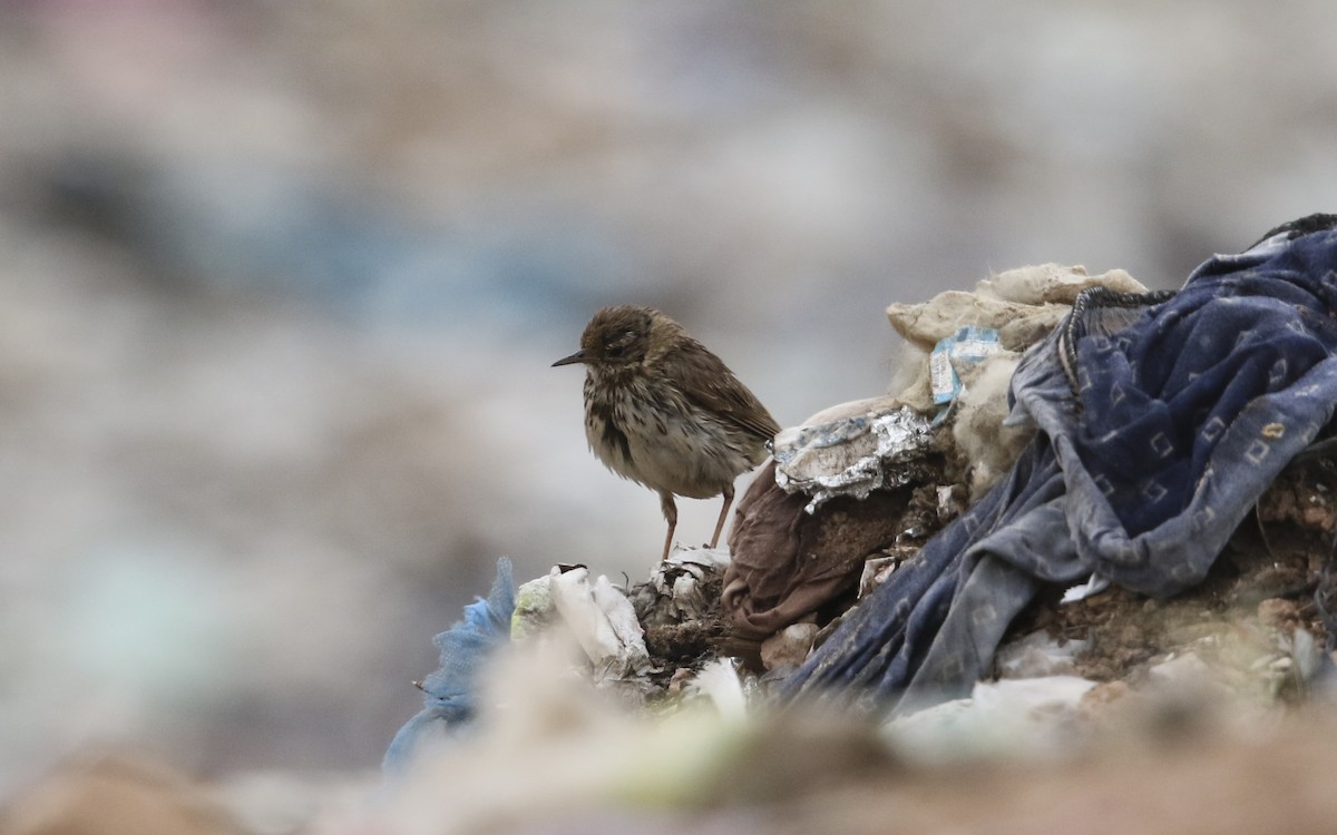 Meadow Pipit - ML505871641