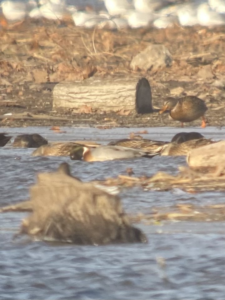 Germano reale x Codone (ibrido) - ML505872091