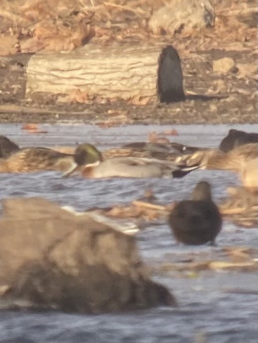 Germano reale x Codone (ibrido) - ML505872101