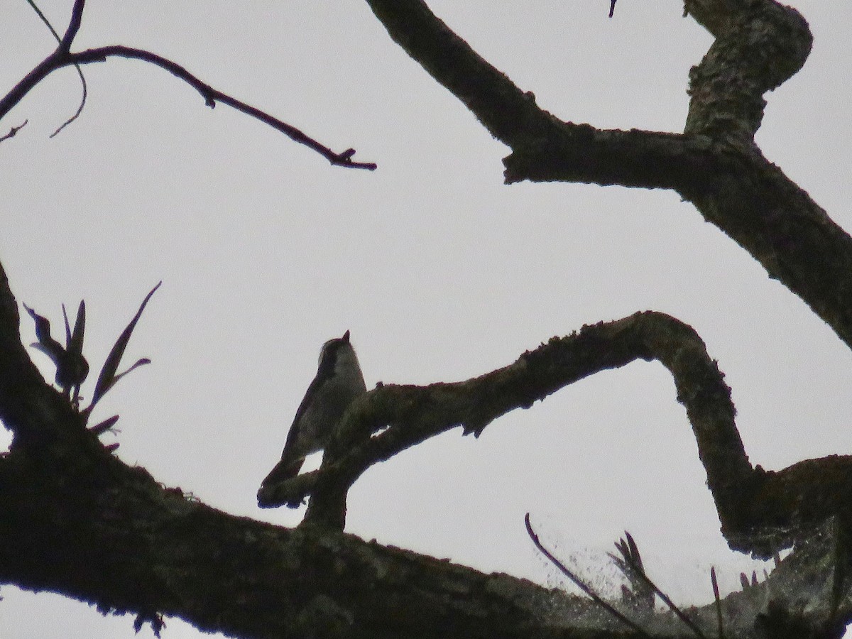 Little Pied Flycatcher - ML50587241