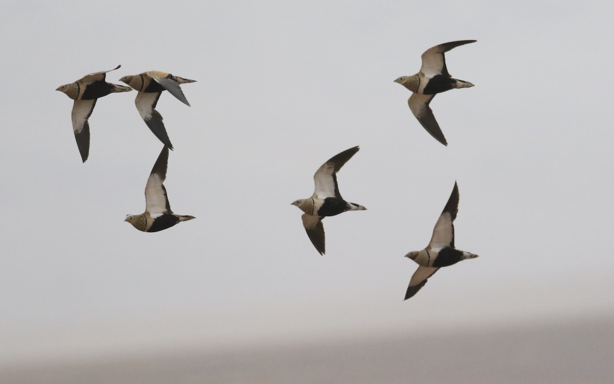 Black-bellied Sandgrouse - Wojciech Janecki