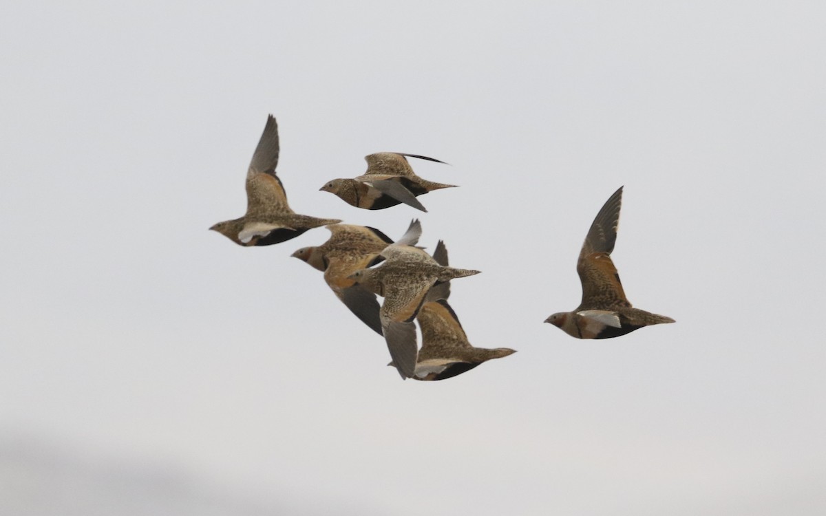 Black-bellied Sandgrouse - Wojciech Janecki