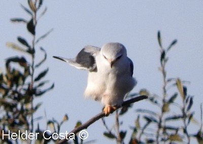 Black-winged Kite - ML505874071