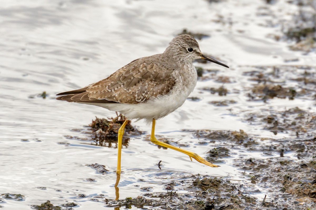 Lesser Yellowlegs - ML505875241