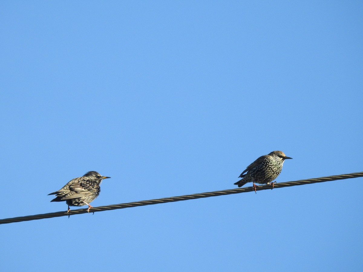 European/Spotless Starling - ML505875841