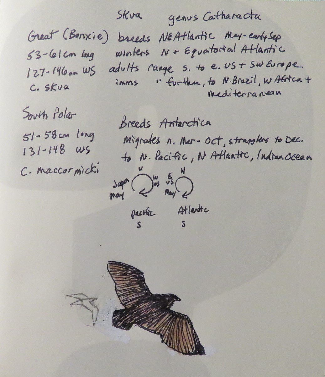 South Polar Skua - ML505876361