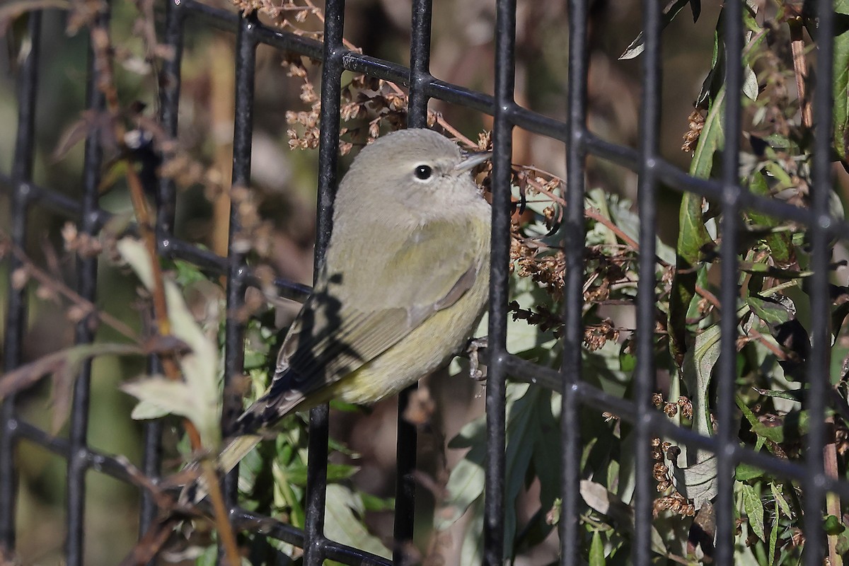 Orange-crowned Warbler - ML505876431