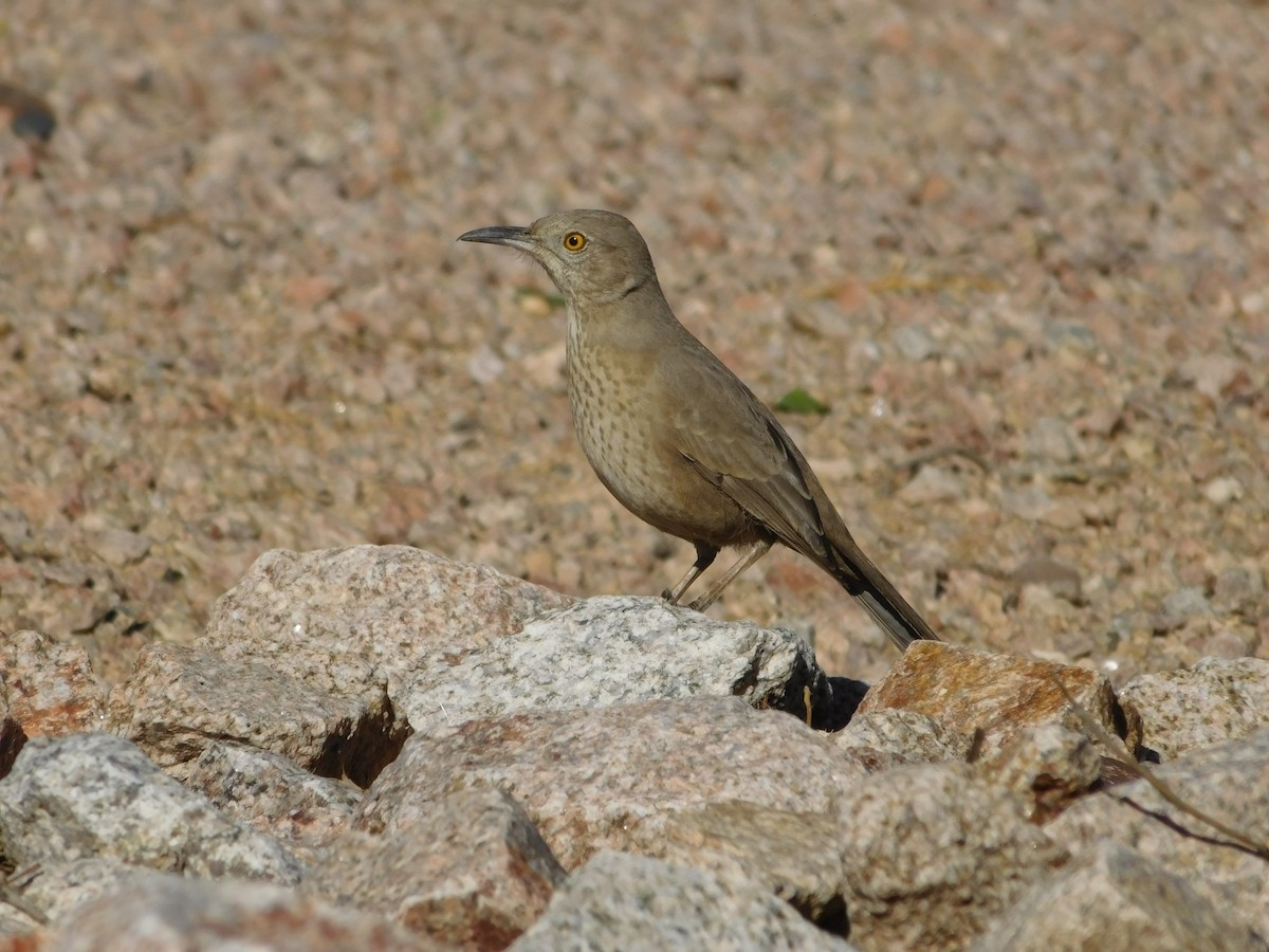 Bendire's Thrasher - ML505876611