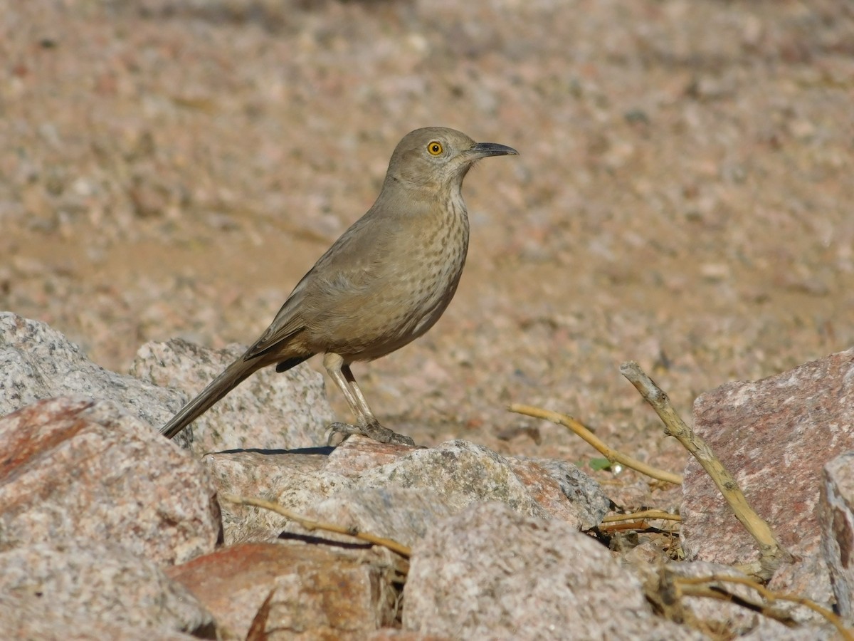 Bendire's Thrasher - ML505876621