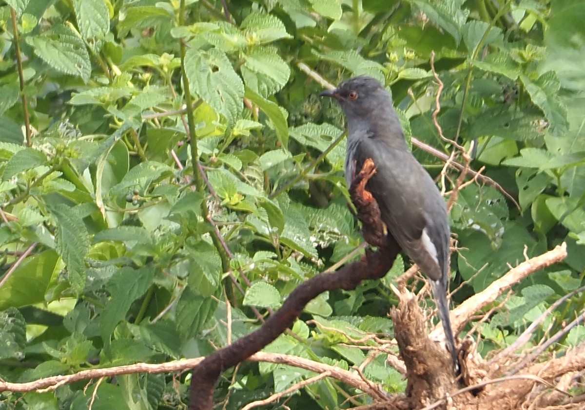 Gray-bellied Cuckoo - hari kumar