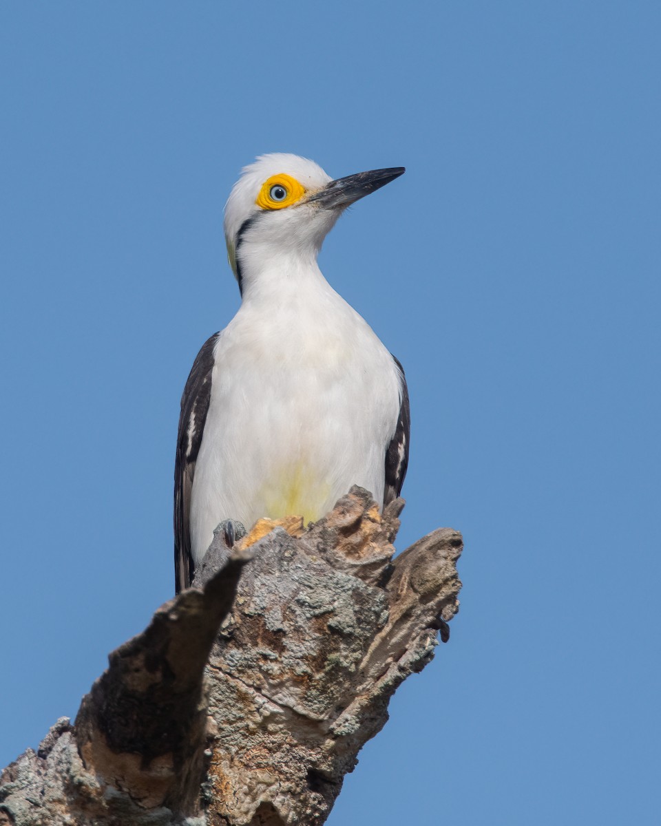 White Woodpecker - ML505878471