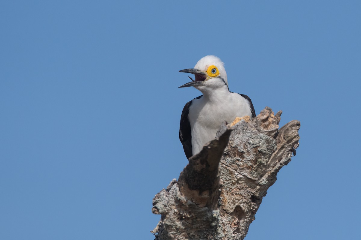 White Woodpecker - ML505878491