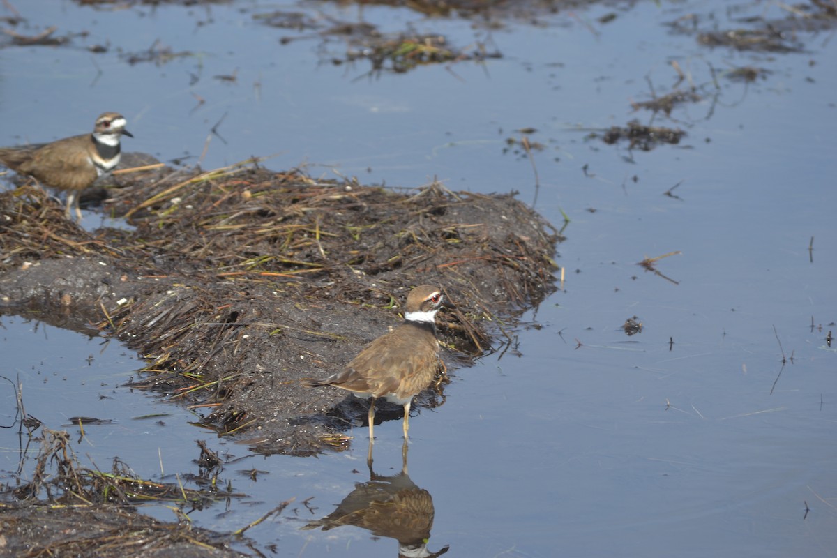 Killdeer - ML505878791