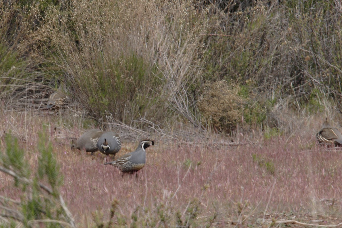 California Quail - ML50587921