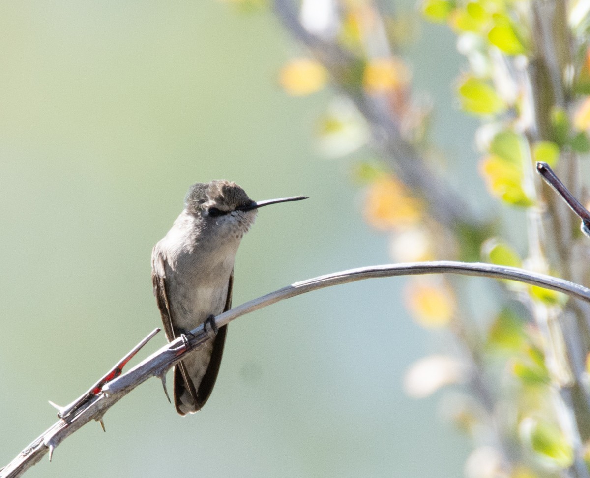 Costa's Hummingbird - Kim Moore