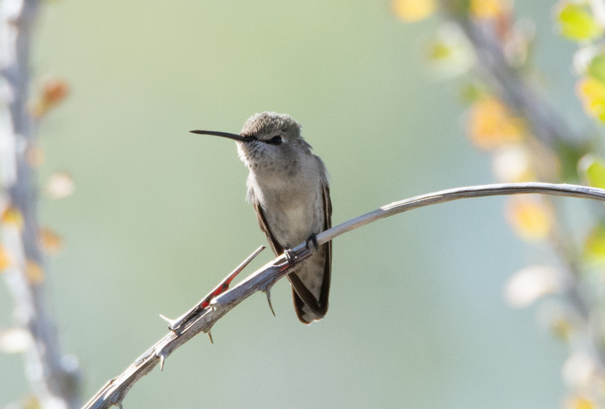 Costa's Hummingbird - ML505879601