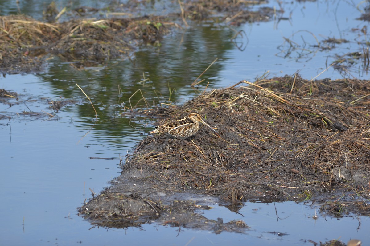 Wilson's Snipe - ML505880431